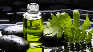 02500 classique_vert_noir_plante