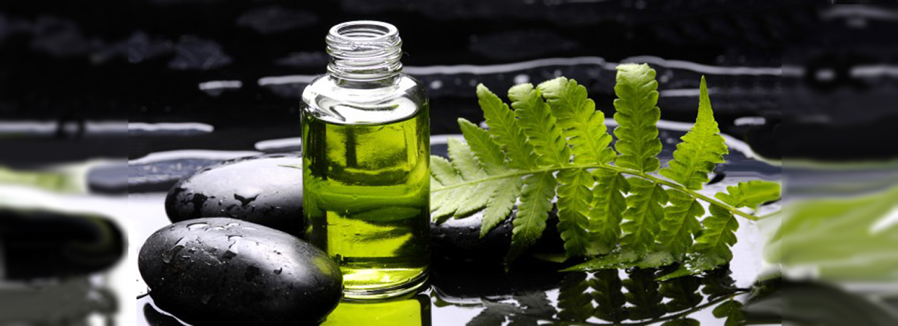 02500 classique_vert_noir_plante
