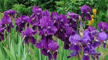 04600_iris_nature