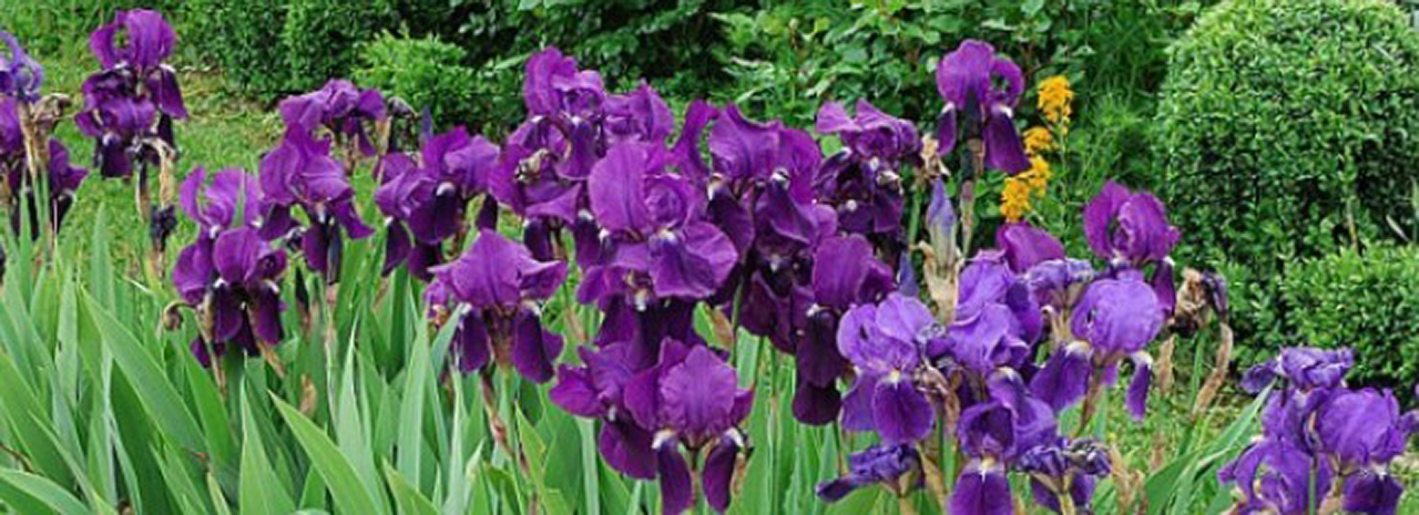 04600_iris_nature